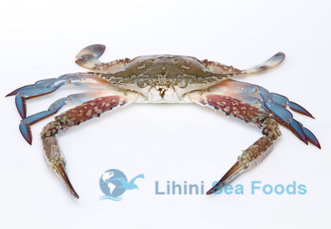 Blue Swimmer  Crabs 