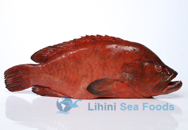 red-mullet-fish