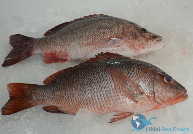 Red Snapper