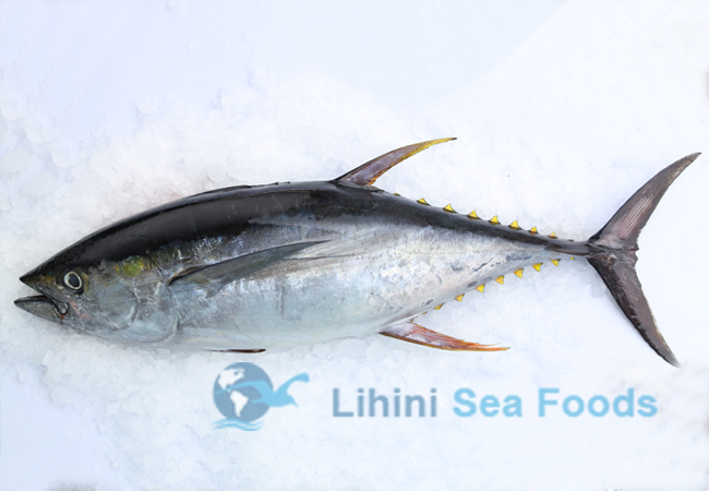 Tuna Fish Whole